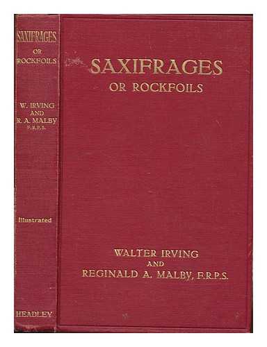 IRVING, WALTER (1867-1934) - Saxifrages or rockfoils