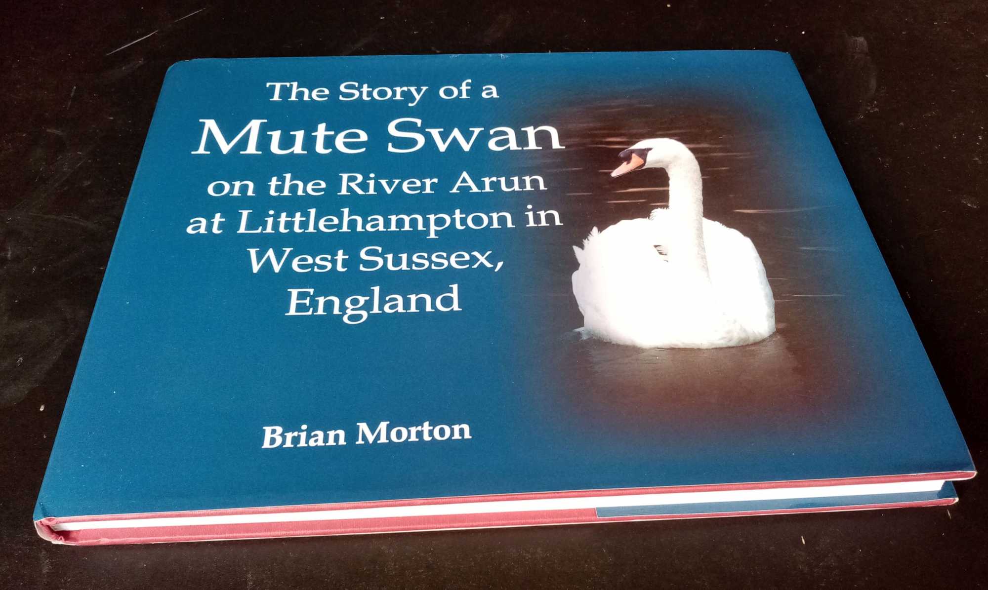 Brian Morton - The Story of a Mute Swan on the River Arun at Littlehampton in West Sussex, England