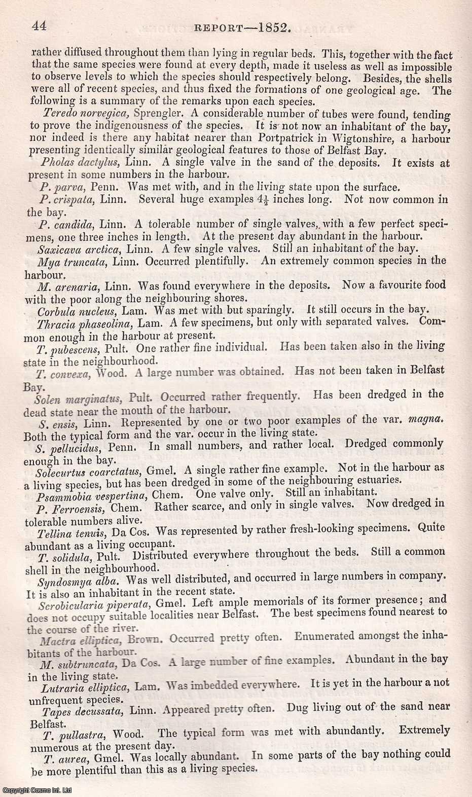 JOHN GRAINGER - On the Shells found in the Alluvial Deposits of Belfast. A rare original article from the British Association for the Advancement of Science report, 1852.