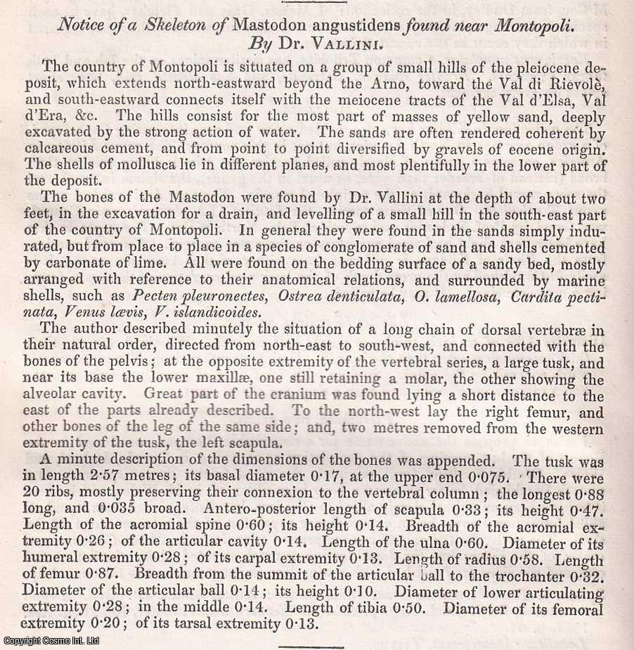 Dr. Vallini - Notice of a Skeleton of Mastodon augustidens found near Montopoli. A rare original article from the British Association for the Advancement of Science report, 1852.