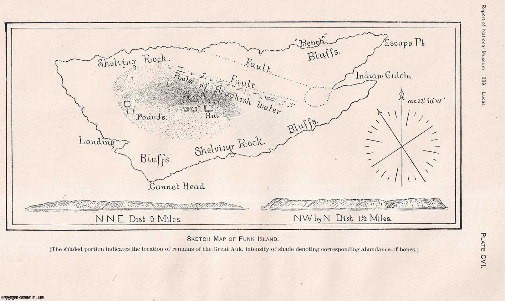 LUCAS, FREDERIC A. - Explorations in Newfoundland and Labrador in 1887, made in Connections with the Cruise of the U.S. Fish Commission Schooner Grampus. An original article from the Report of the Smithsonian Institution, 1891.