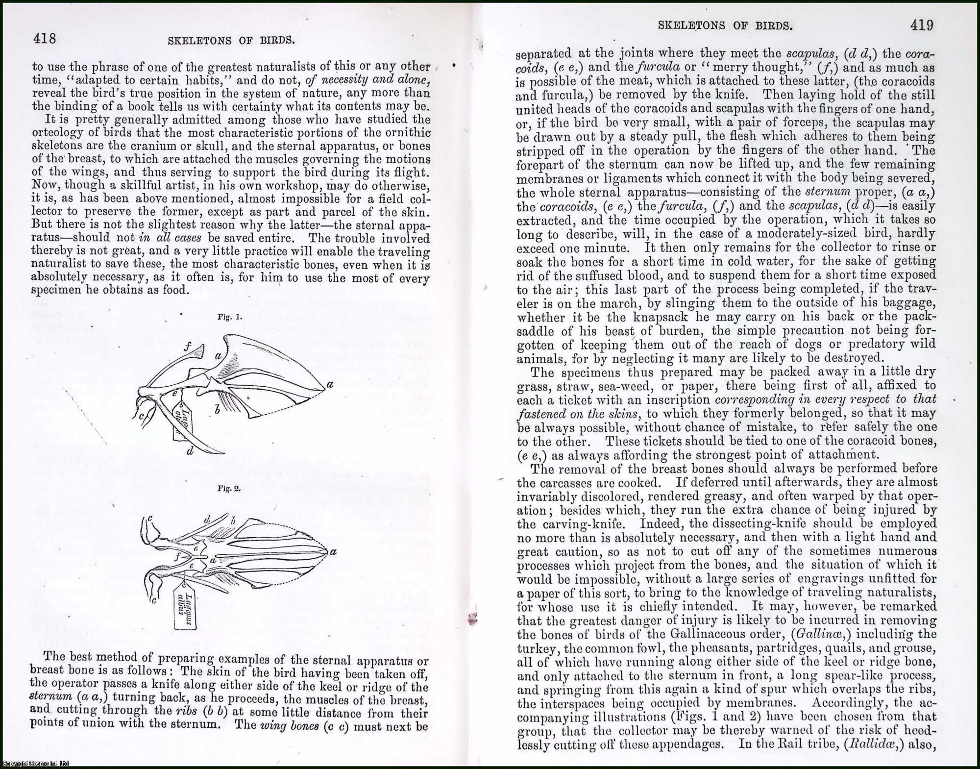 NEWTON, ALFRED - Suggestions for Saving Parts of The Skeleton of Birds. An original article from the Report of the Smithsonian Institution, 1860.