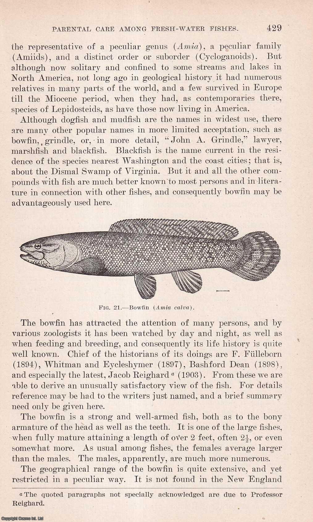 GILL, THEODORE - Parental Care among Fresh-Water Fishes. An original article from the Report of the Smithsonian Institution, 1905.