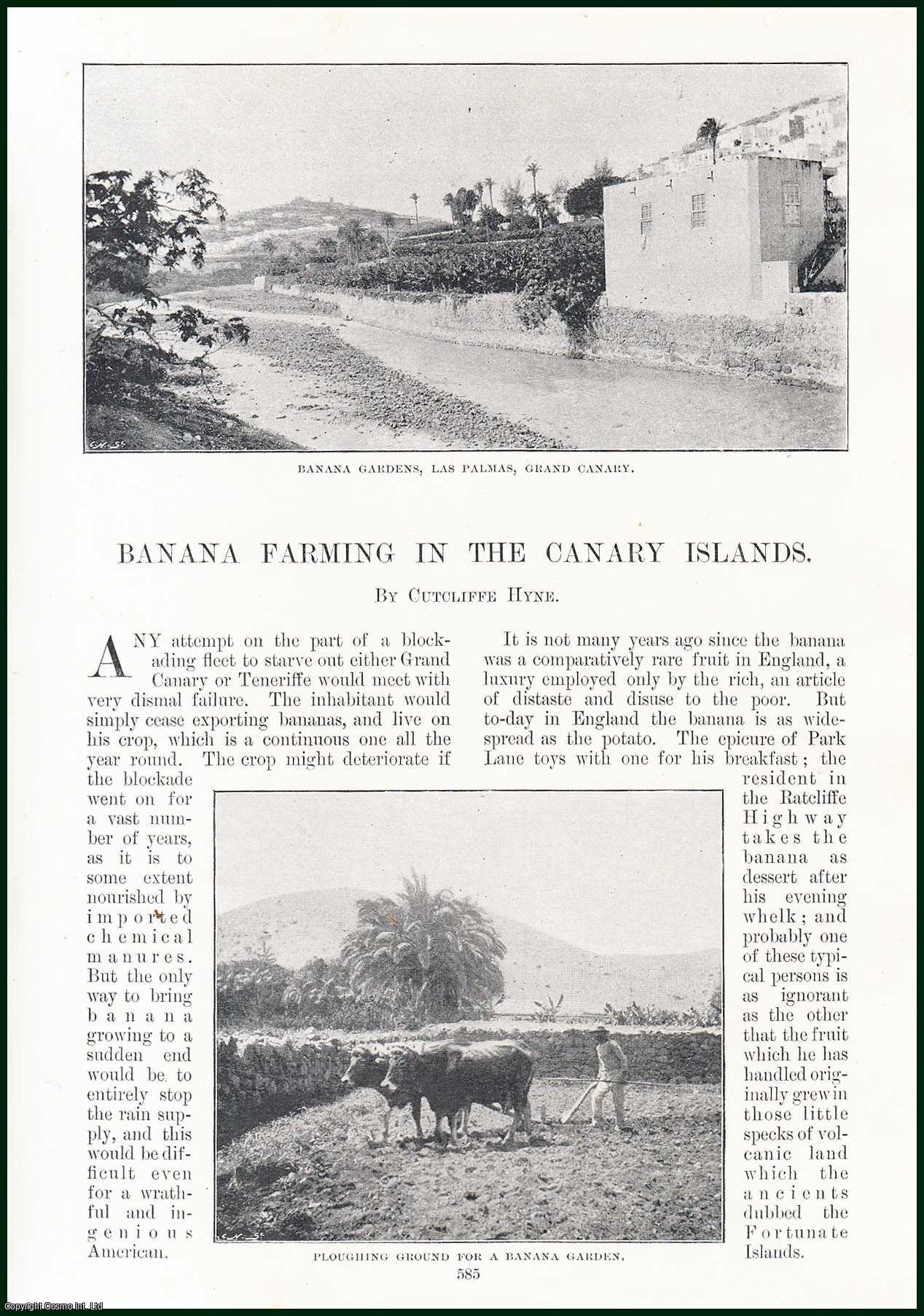 Cutcliffe Hyne - Banana Farming in The Canary Islands. An original article from the Windsor Magazine, 1898.