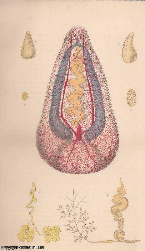 COBBOLD, T. SPENCER - On Flukes (worms). An original article from the Intellectual Observer 1862.