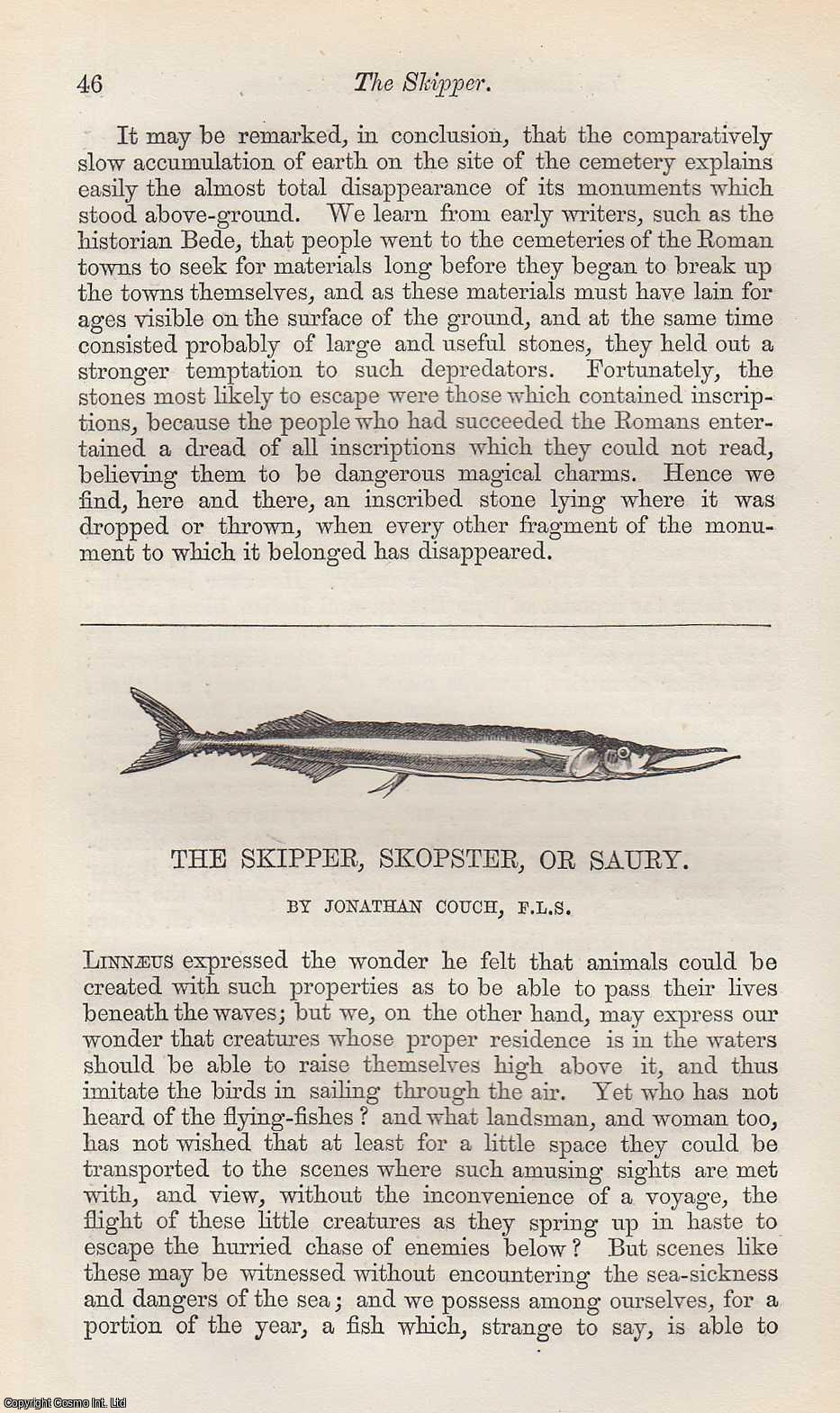 COUCH, JONATHAN - The Skipper, Skopster, or Saury (fish). A rare original article from the Intellectual Observer, 1862.
