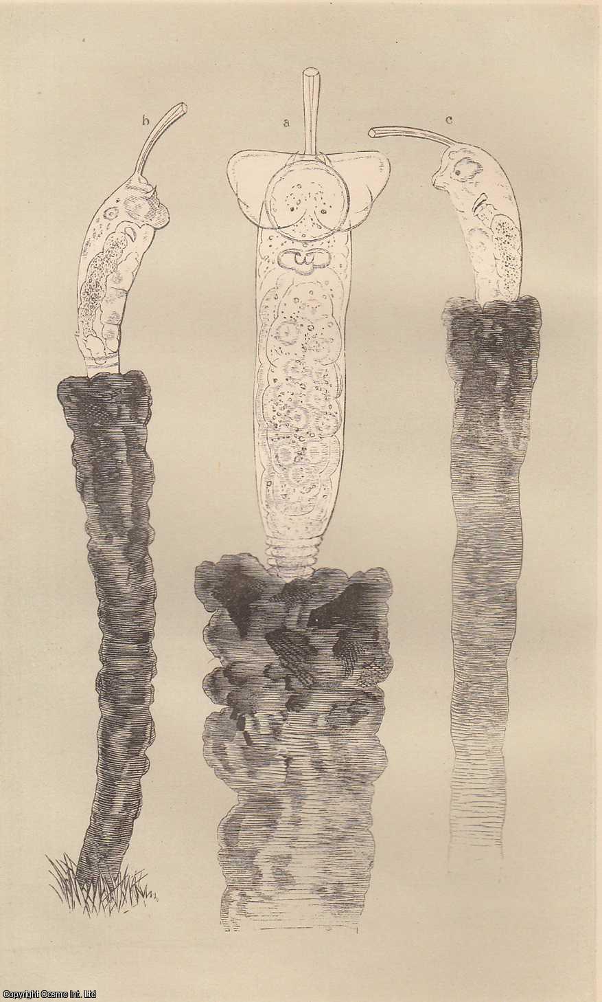 GOSSE, PHILIP HENRY - A Rotifer New to Britain - (Cephalosiphon Limnias). A rare original article from the Intellectual Observer, 1862.
