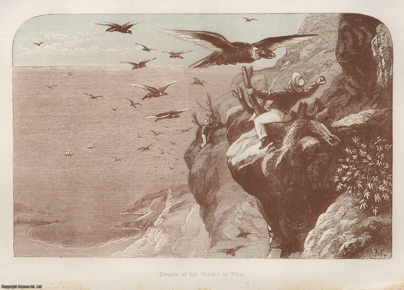 BOLLAERT, WM. - Haunts of The Condor in Peru. An original article from the Intellectual Observer 1862.