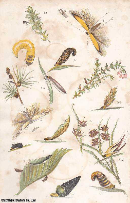 CLARKE, L. LANE - Micro-Lepidoptera (Coleophora, or Tent-Makers). A rare original article from the Intellectual Observer, 1863.