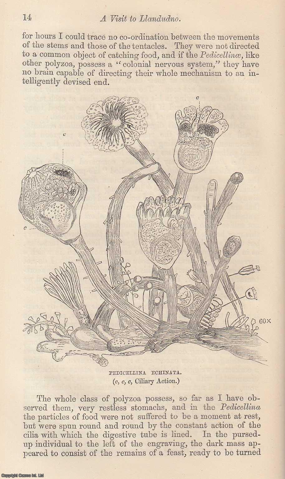 SLACK, HENRY J. - A Visit to Llandudno. A rare original article from the Intellectual Observer, 1863.