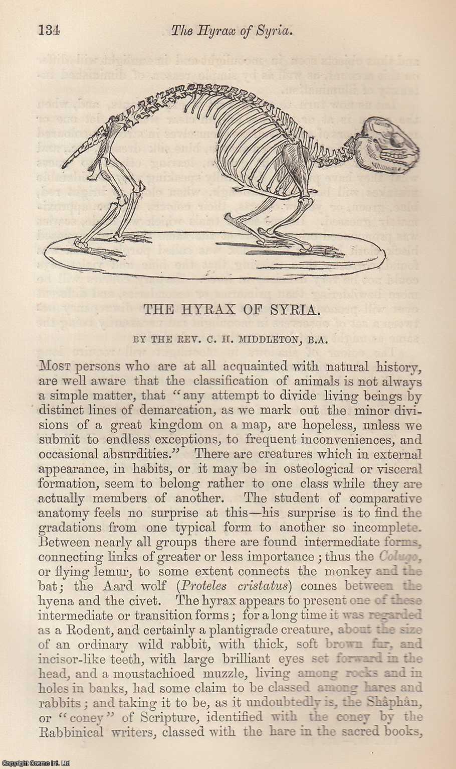 MIDDLETON, REV. C.H. - The Hyrax (Rodent) of Syria A rare original article from the Intellectual Observer, 1863.