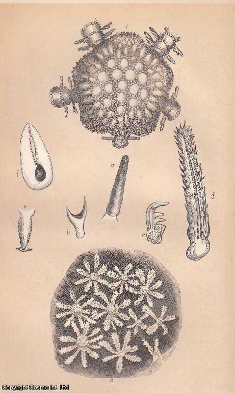 BRADY, GEORGE S. - The British Star-Fishes. A rare original article from the Intellectual Observer, 1863.