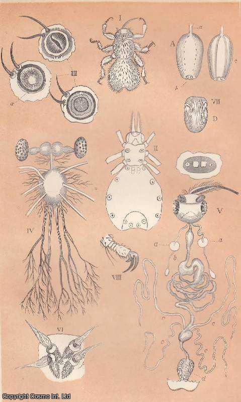 CLARKE, L.LANE - The Melophagus, or Sheep-Tick. A rare original article from the Intellectual Observer, 1863.