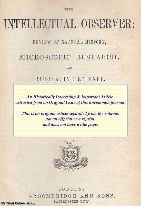 George S. Brady - Salt Marshes and their Inhabitants. An original uncommon article from the Intellectual Observer, 1864.