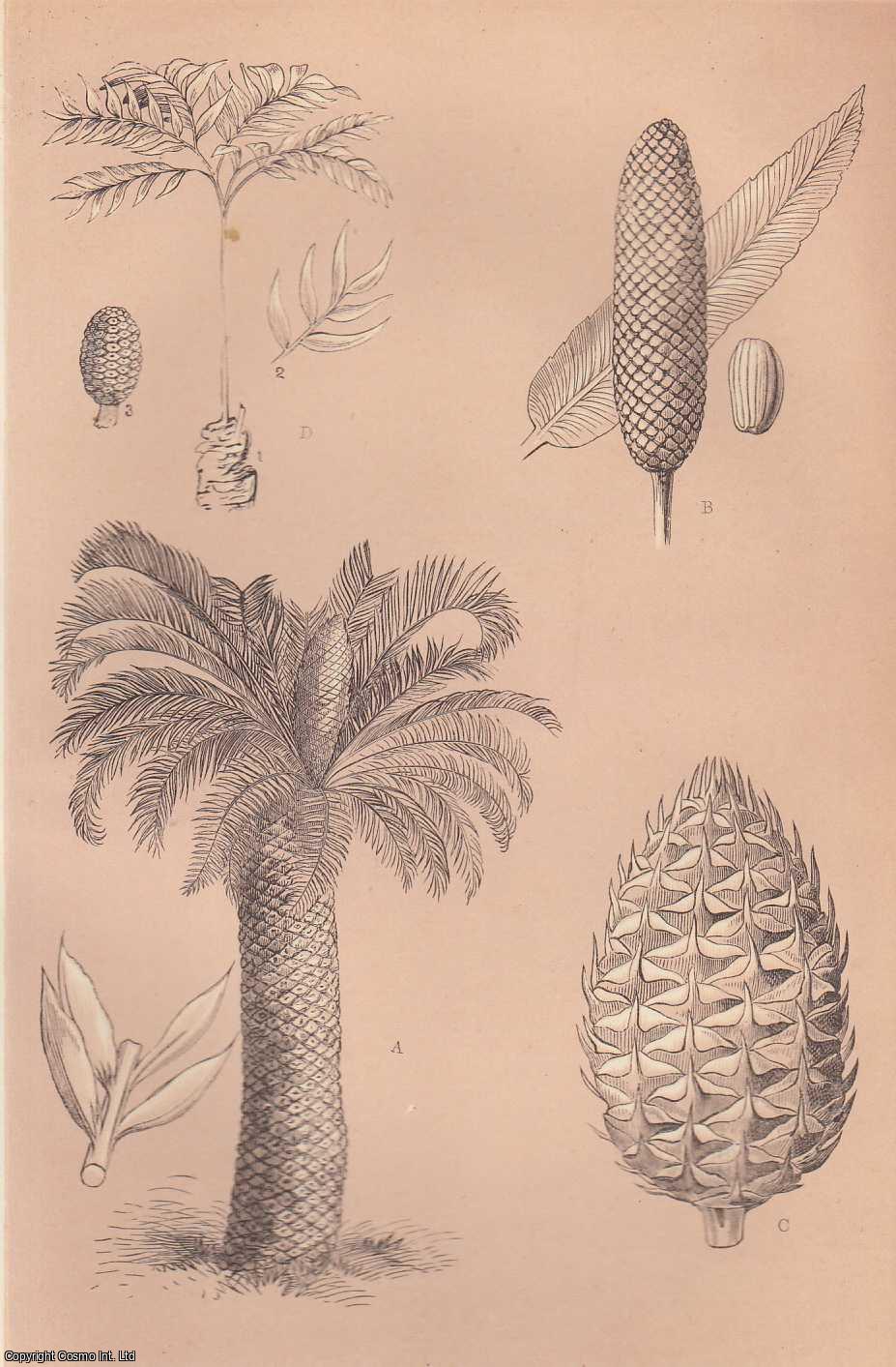JACKSON, JOHN R. - Cycads. A rare original article from the Intellectual Observer, 1864.