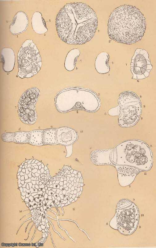 DAWSON, R. - Exogenous Seeds and Fern Spores. A rare original article from the Intellectual Observer, 1864.