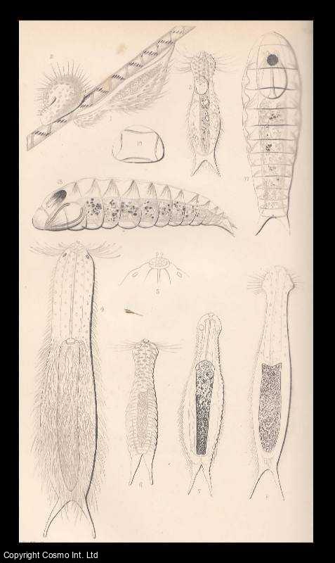 Philip Henry Gosse - The Natural History of The Hairy-Backed Animalcules (Chaetonotidae). An original uncommon article from the Intellectual Observer, 1864.