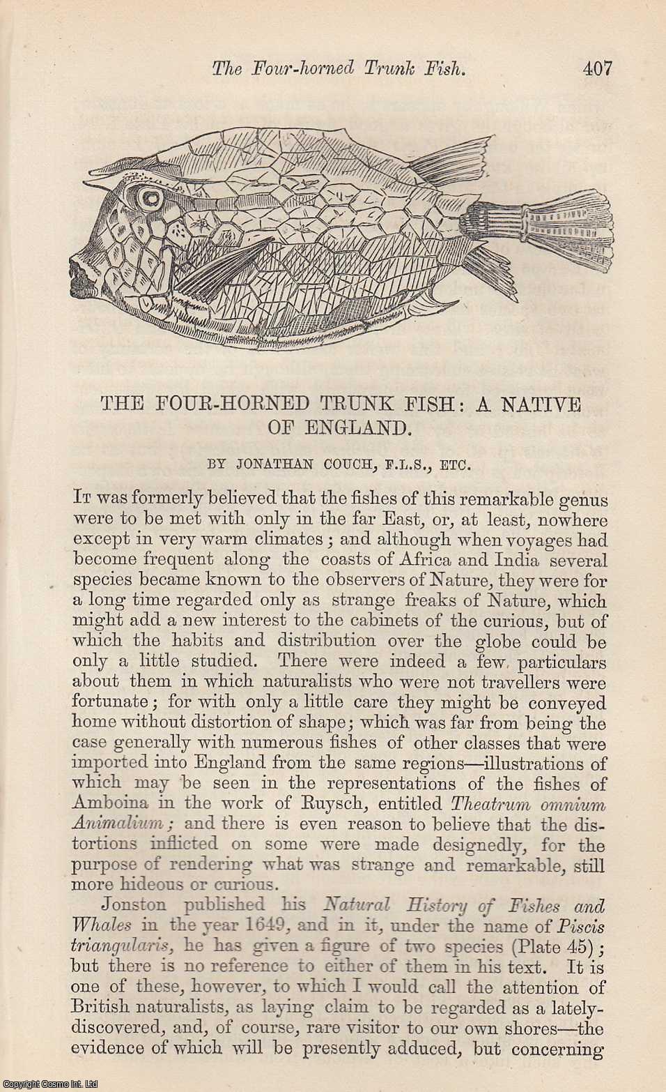 COUCH, JONATHAN - The Four-Horned Trunk Fish: A Native of England. A rare original article from the Intellectual Observer, 1864.