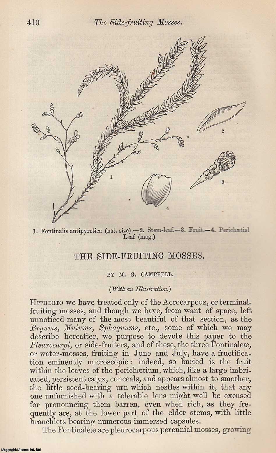 CAMPBELL, M.G. - The Side-Fruiting Mosses. A rare original article from the Intellectual Observer, 1864.