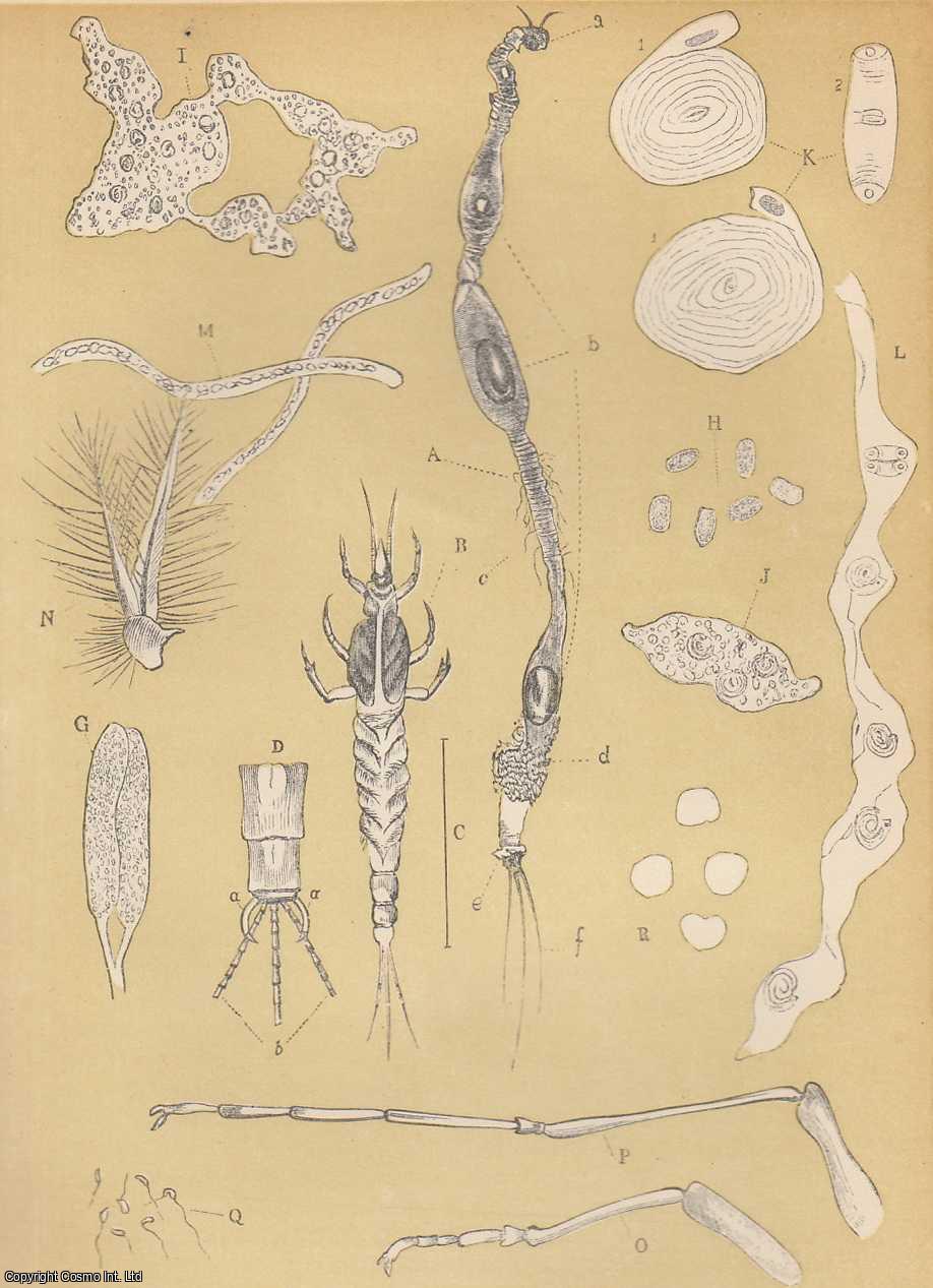 CAMPBELL, M.G. - The Thread-Mosses. A rare original article from the Intellectual Observer, 1864.