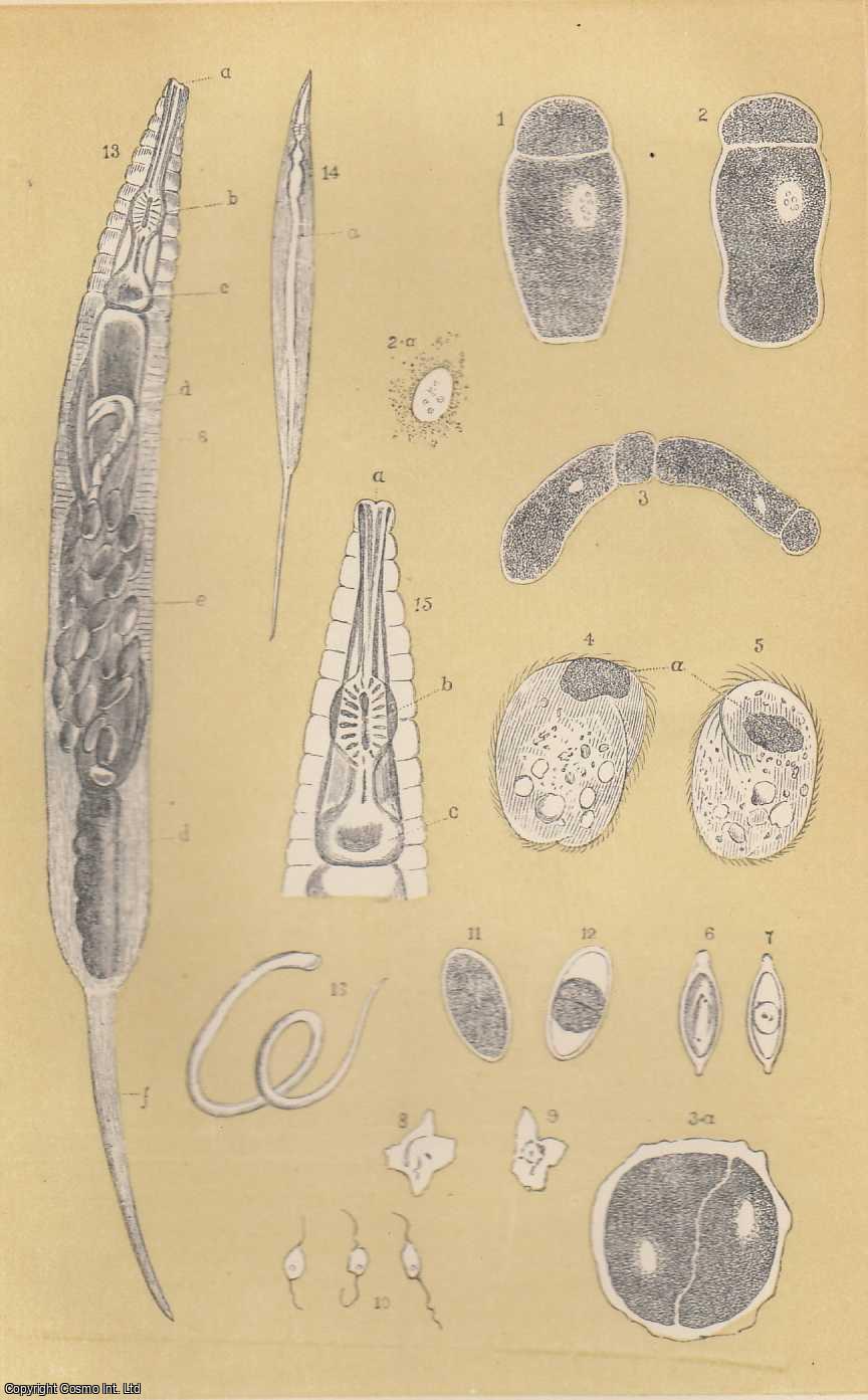 LANKESTER, E. RAY - The Parasites of The Cockroach. A rare original article from the Intellectual Observer, 1864.