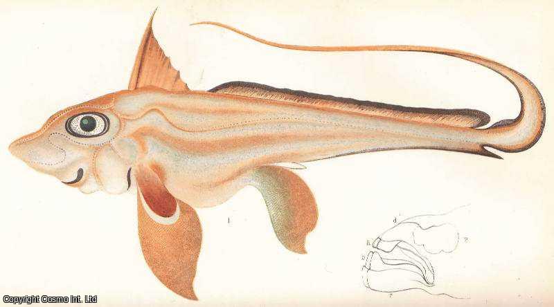 DEAKIN, RICHARD - Fishes Observed at Nice, 1865. - The Chimaera and The Alepocephalus. An original article from the Intellectual Observer 1865.