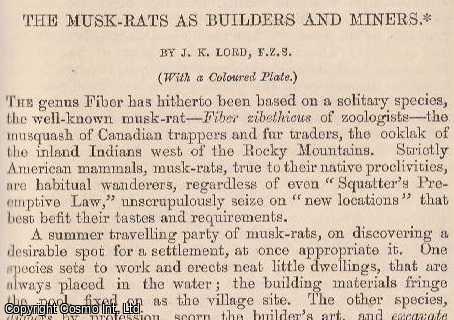 LORD, J.K. - The Musk-Rats as Builders and Miners. A rare original article from the Intellectual Observer, 1866.
