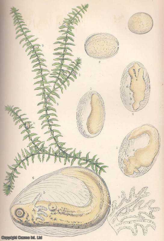 HOWLETT, REV. F. - On The Development of The Ovum of The Common Newt, Triton Cristatus. A rare original article from the Intellectual Observer, 1866.
