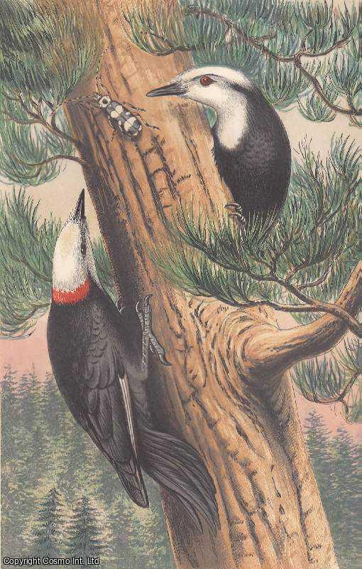 LORD, J.K. - North Western Woodpeckers. A rare original article from the Intellectual Observer, 1866.