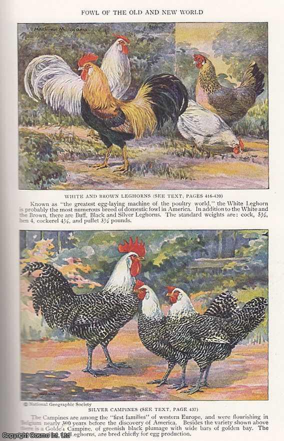 JULL, M.A. - The Races of Domestic Fowl. An original article from the National Geographic Magazine, 1927.