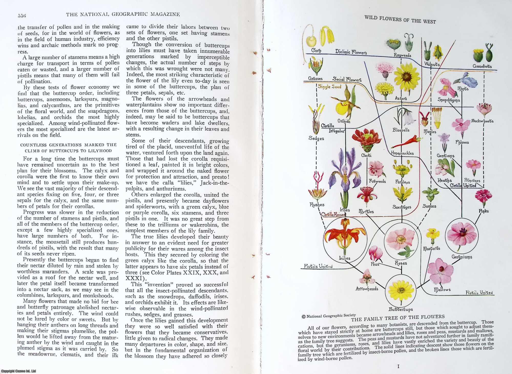 SHOWALTER, FREDERIC E. CLEMENTS & WILLIAM JOSEPH - The Family Tree of The Flowers. An original article from the National Geographic Magazine, 1927.