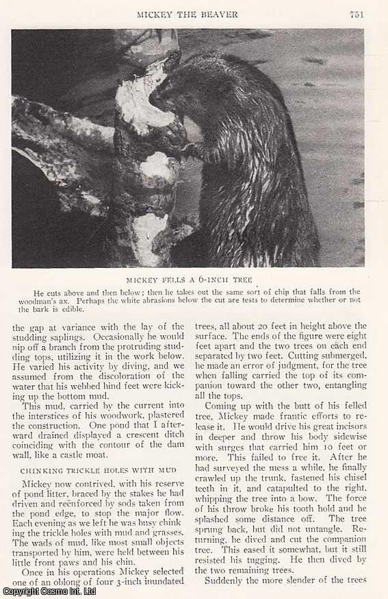 MACGILLIVRAY, JAMES - Mickey The Beaver: An Animal Engineer Performs for The Camera as a Star in The Activities of His Species. An original article from the National Geographic Magazine, 1928.