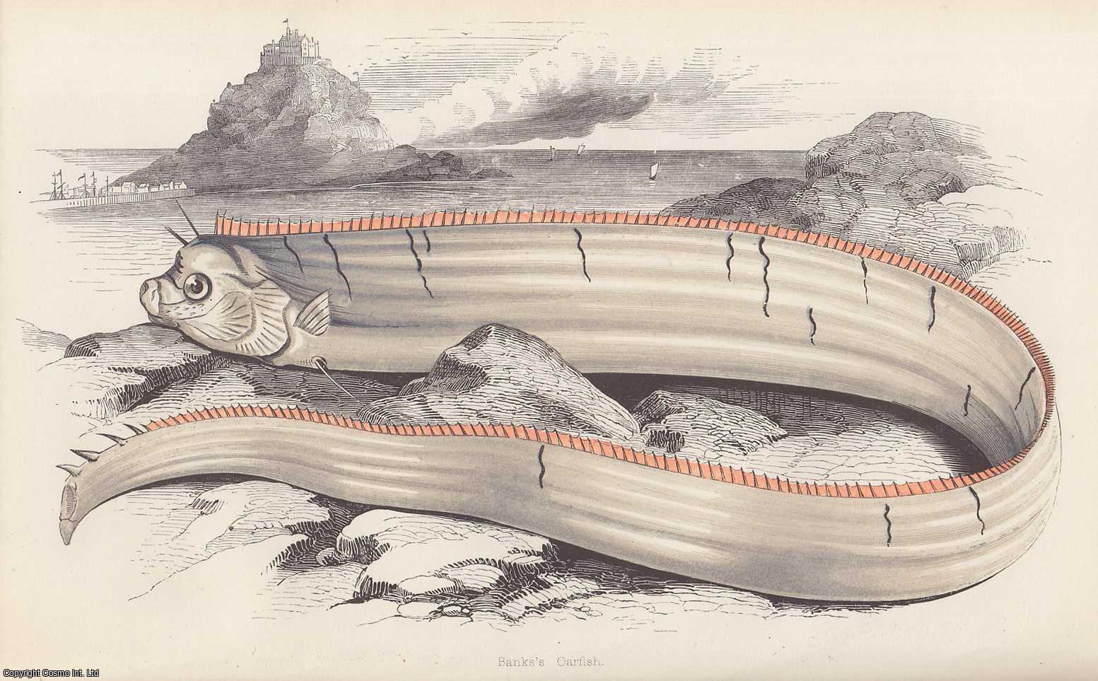 COUCH, JONATHAN - Ribband Fishes of The Genus Gymnetrus. A rare original article from the Intellectual Observer, 1863.