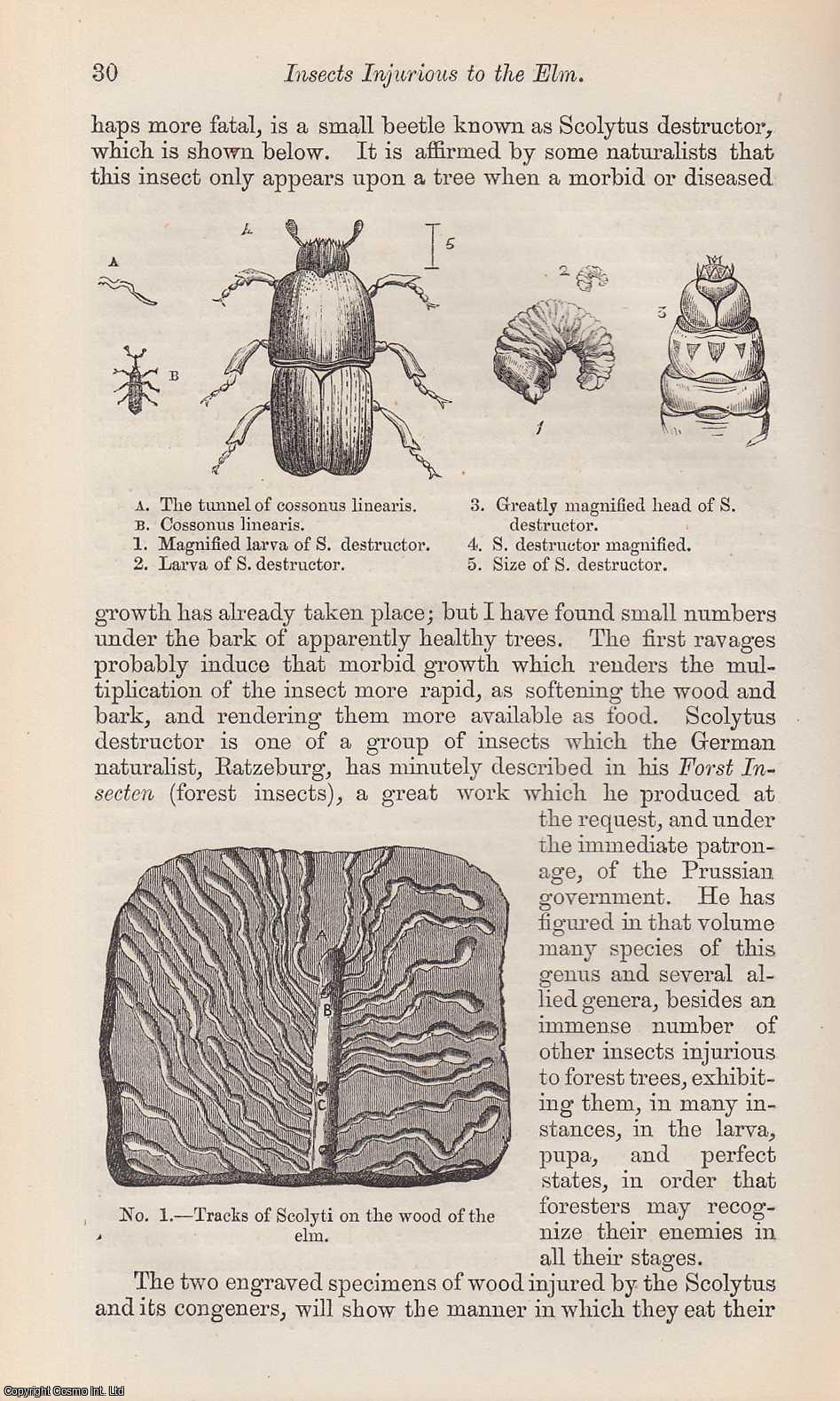 H. Noel Humphreys - Insects Injurious to The Elm. An original uncommon article from the Intellectual Observer, 1863.