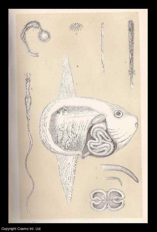 COBBOLD, T. SPENCER - The Sunfish as a Host. A rare original article from the Intellectual Observer, 1863.