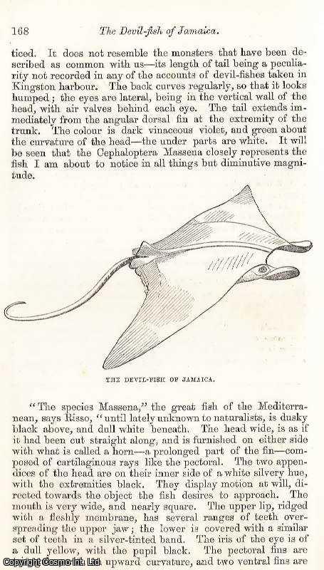 Hon. Richard Hill - The Devil-Fish of Jamaica. A rare original article from the Intellectual Observer, 1863.