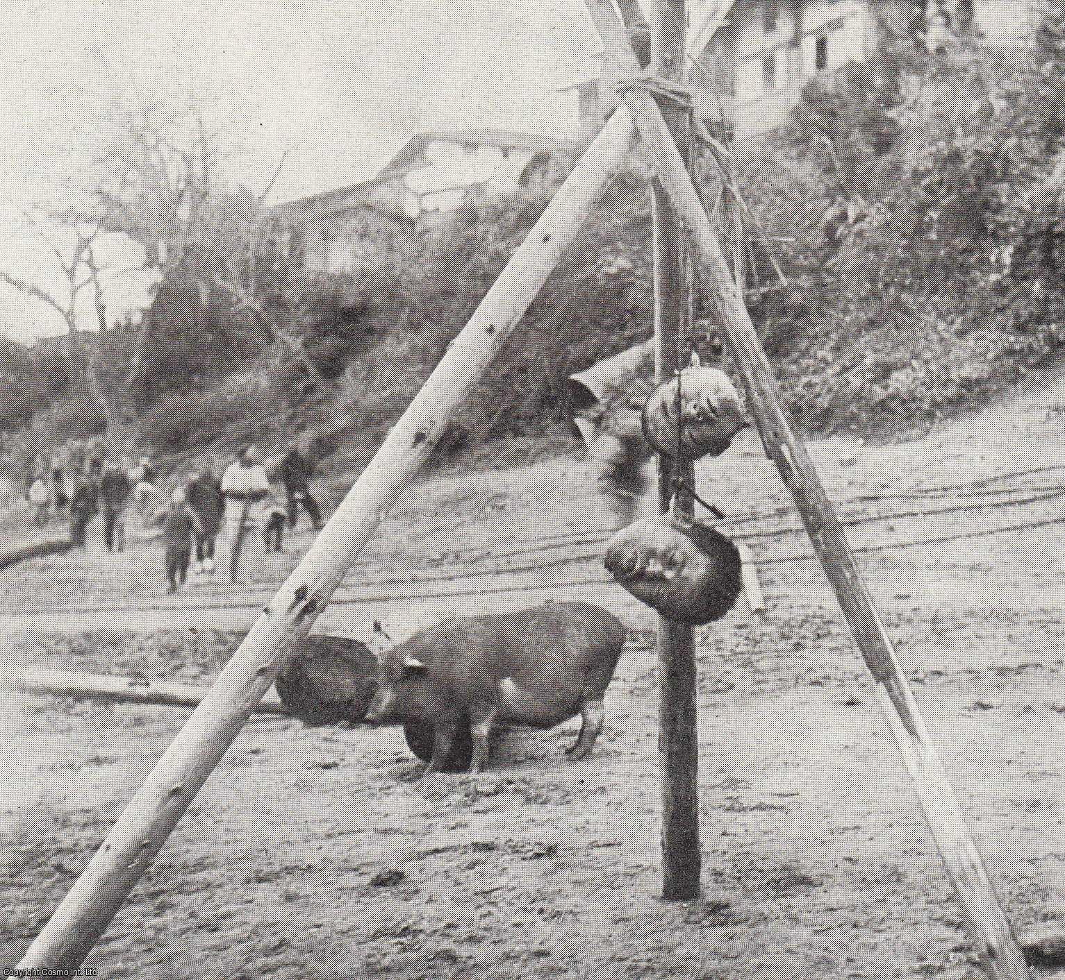 WARWICK, ADAM - Farmers Since The Days of Noah: China's Remarkable System of Agriculture Has Kept Alive The Densest Population in The World. An original article from the National Geographic Magazine, 1927.