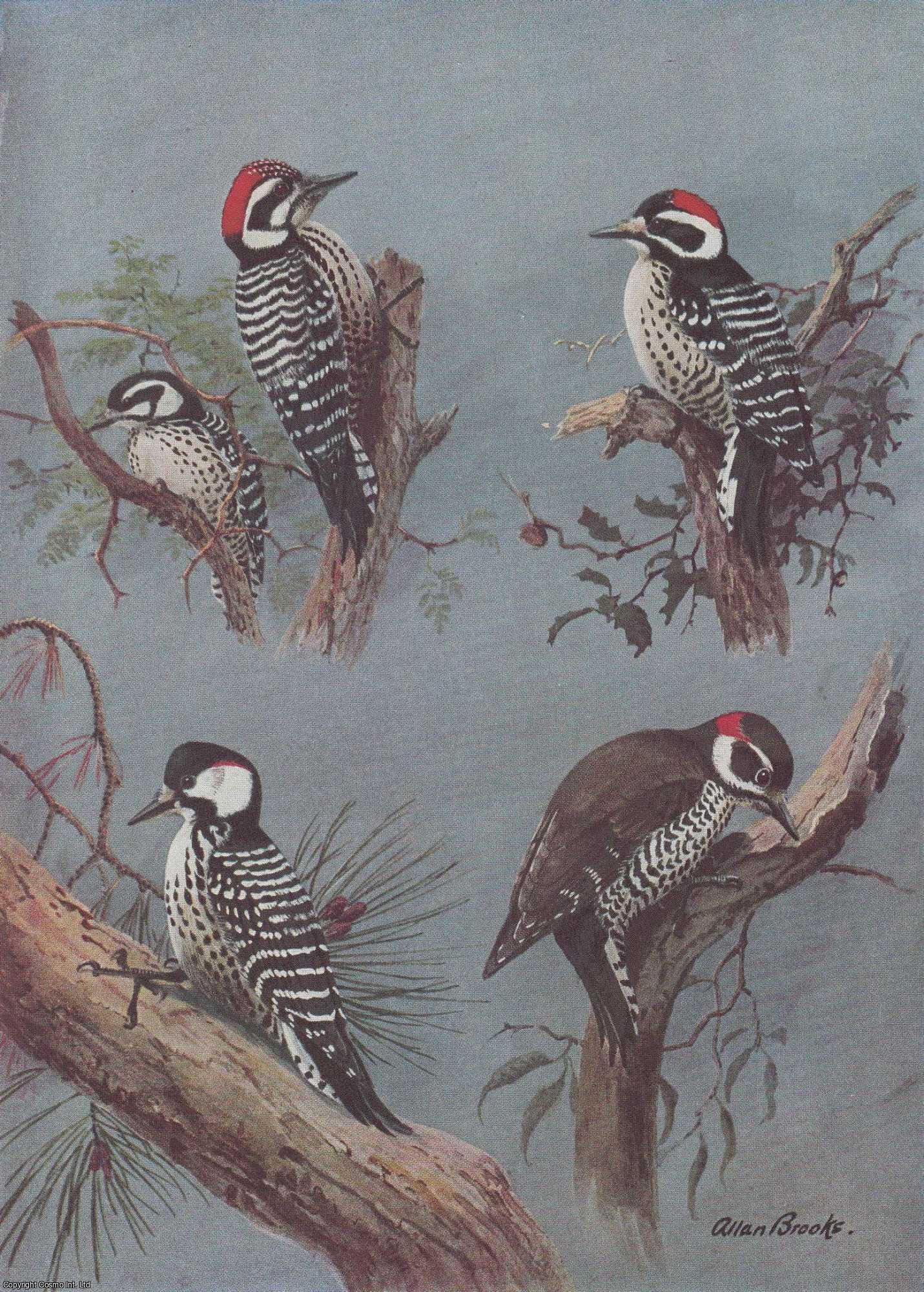 PEARSON, T. GILBERT - Woodpeckers, Friends of Our Forests. An original article from the National Geographic Magazine, 1933.