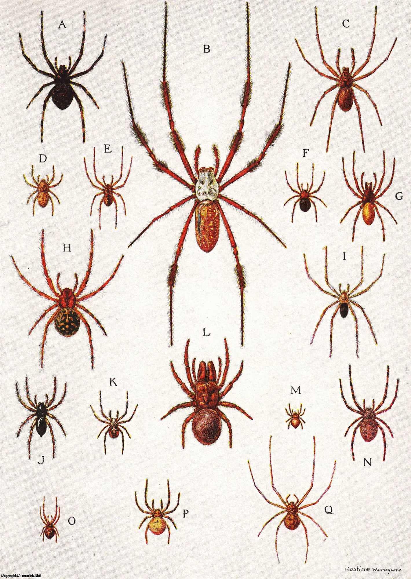 EWING & HASHIME MURAYAMA, HENRY E. - Afield with The Spiders: Web Hunting in The Marshlands and Woodlands and Along The Lanes (India). An original article from the National Geographic Magazine, 1933.