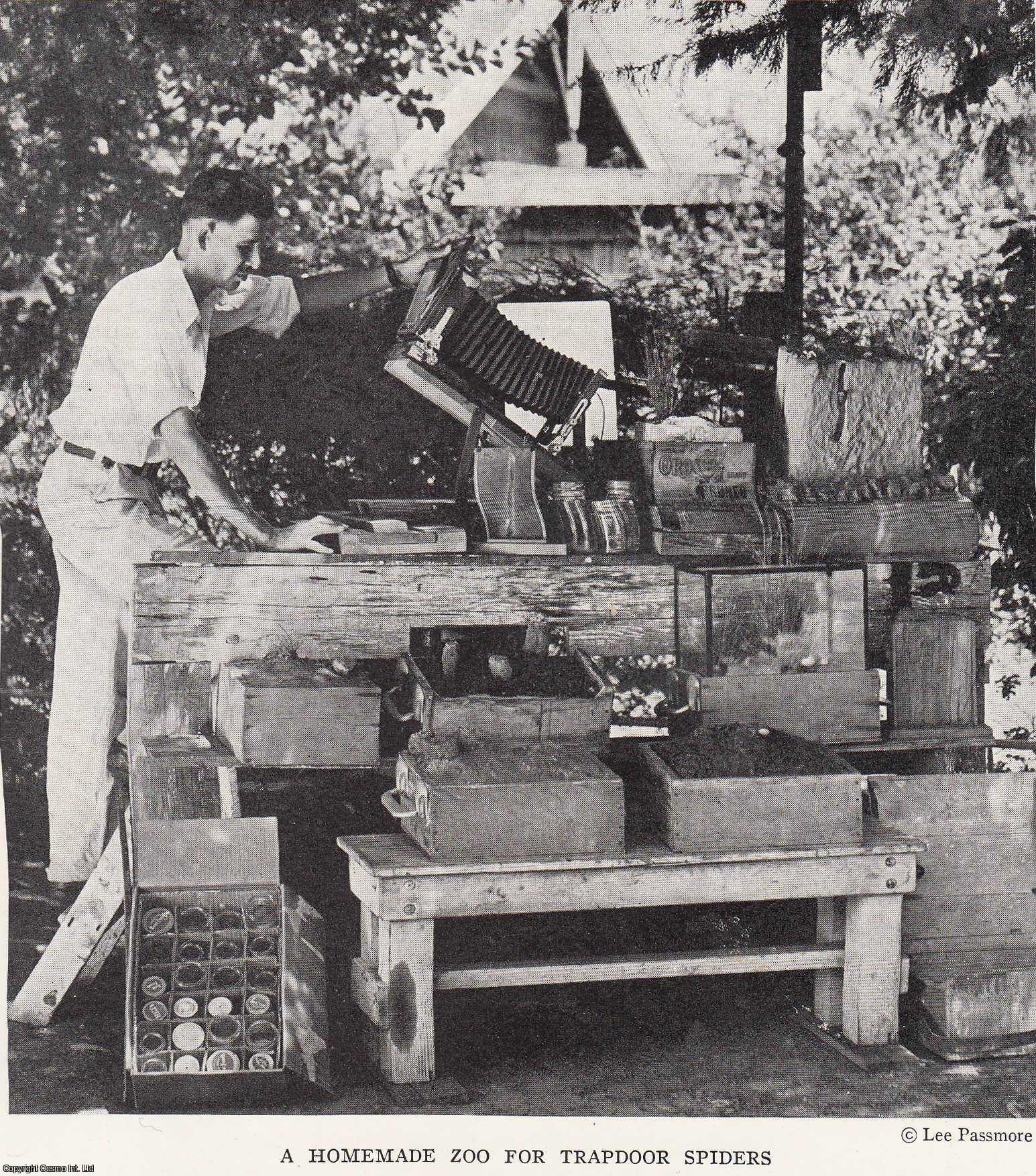 PASSMORE, LEE - California Trapdoor Spider Performs Engineering Marvels. An original article from the National Geographic Magazine, 1933.