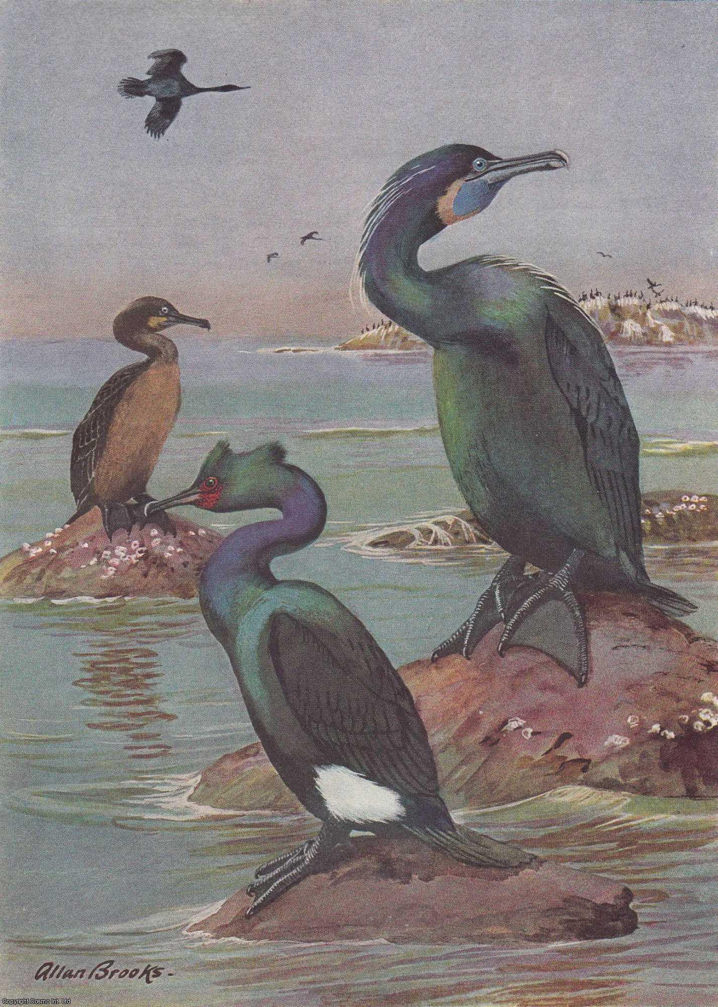 PEARSON, T. GILBERT - Birds that Cruise The Coast and Inland Waters. An original article from the National Geographic Magazine, 1934.