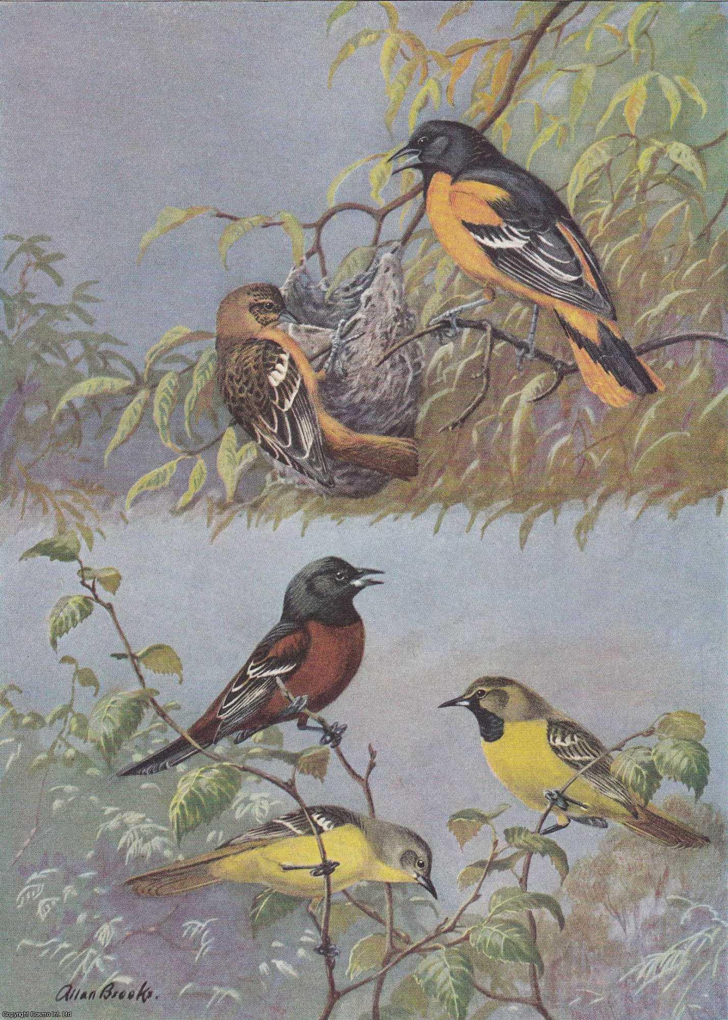 ALLEN, ARTHUR A. - Blackbirds and Orioles. An original article from the National Geographic Magazine, 1934.