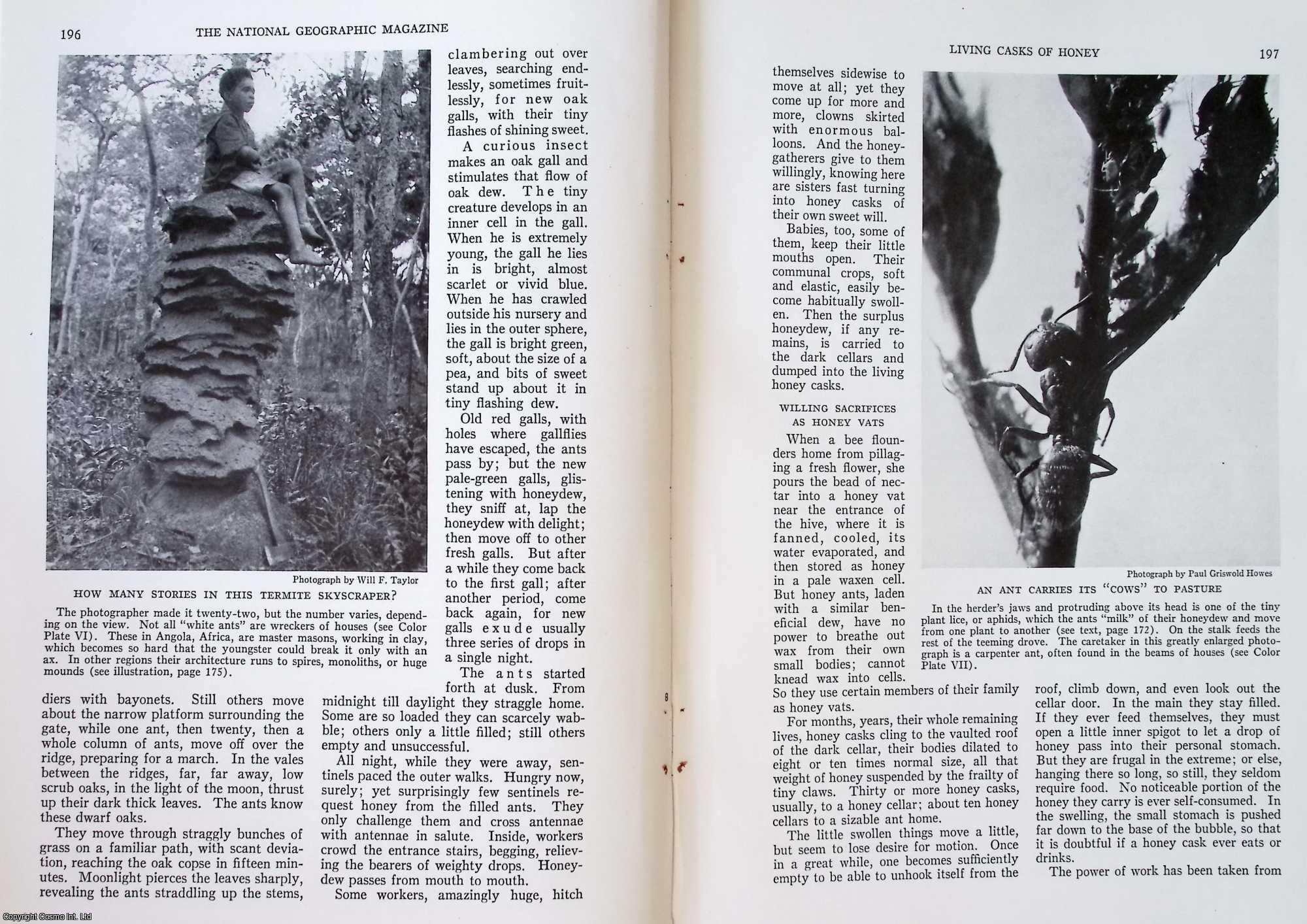HARRIS, JENNIE E. - Living Casks of Honey [Bees in the Garden of the Gods, Colorado]. An original article from the National Geographic Magazine, 1934.