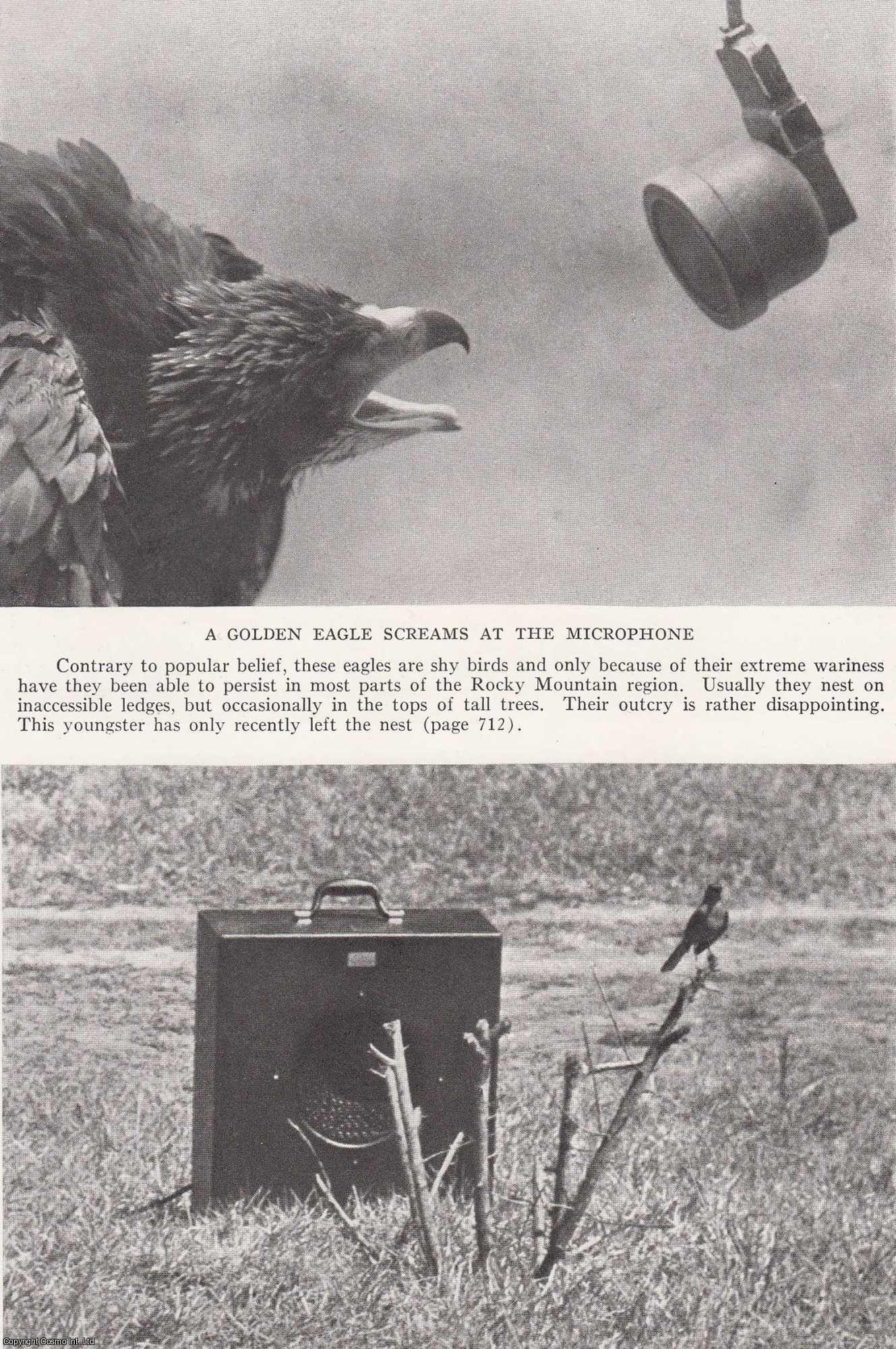ALLEN, ARTHUR A. - Hunting (birds) with a Microphone. The Voices of Vanishing Birds. An original article from the National Geographic Magazine, 1937.