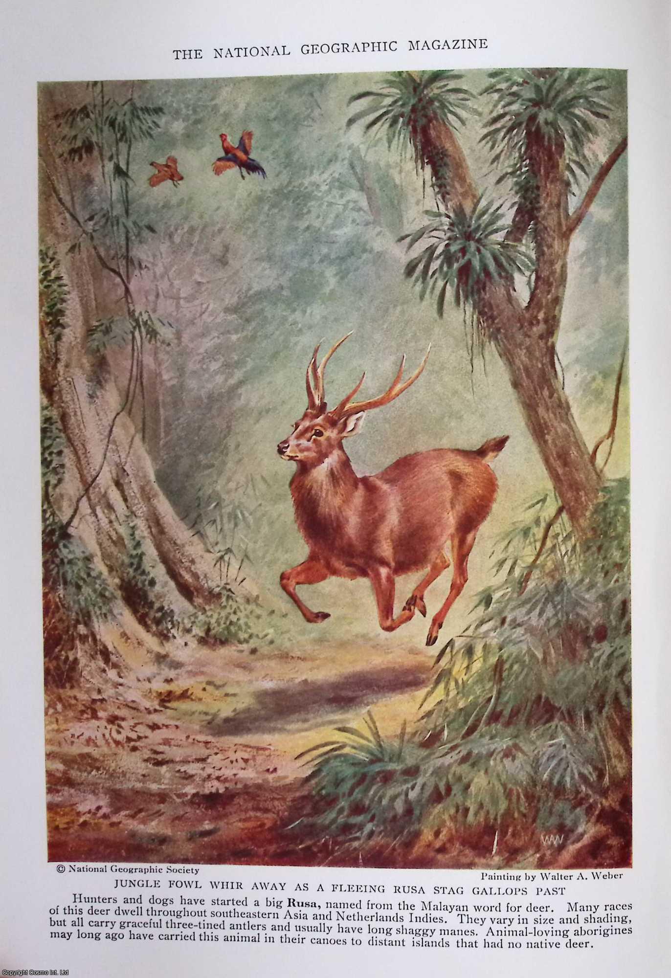 Victor H. Cahalane - Deer of the World : As Workers, Pets, and Graceful Living Statuary in Parks and Estates, these Versatile Creatures have Endeared themselves to Mankind. An original article from the National Geographic Magazine, 1939.