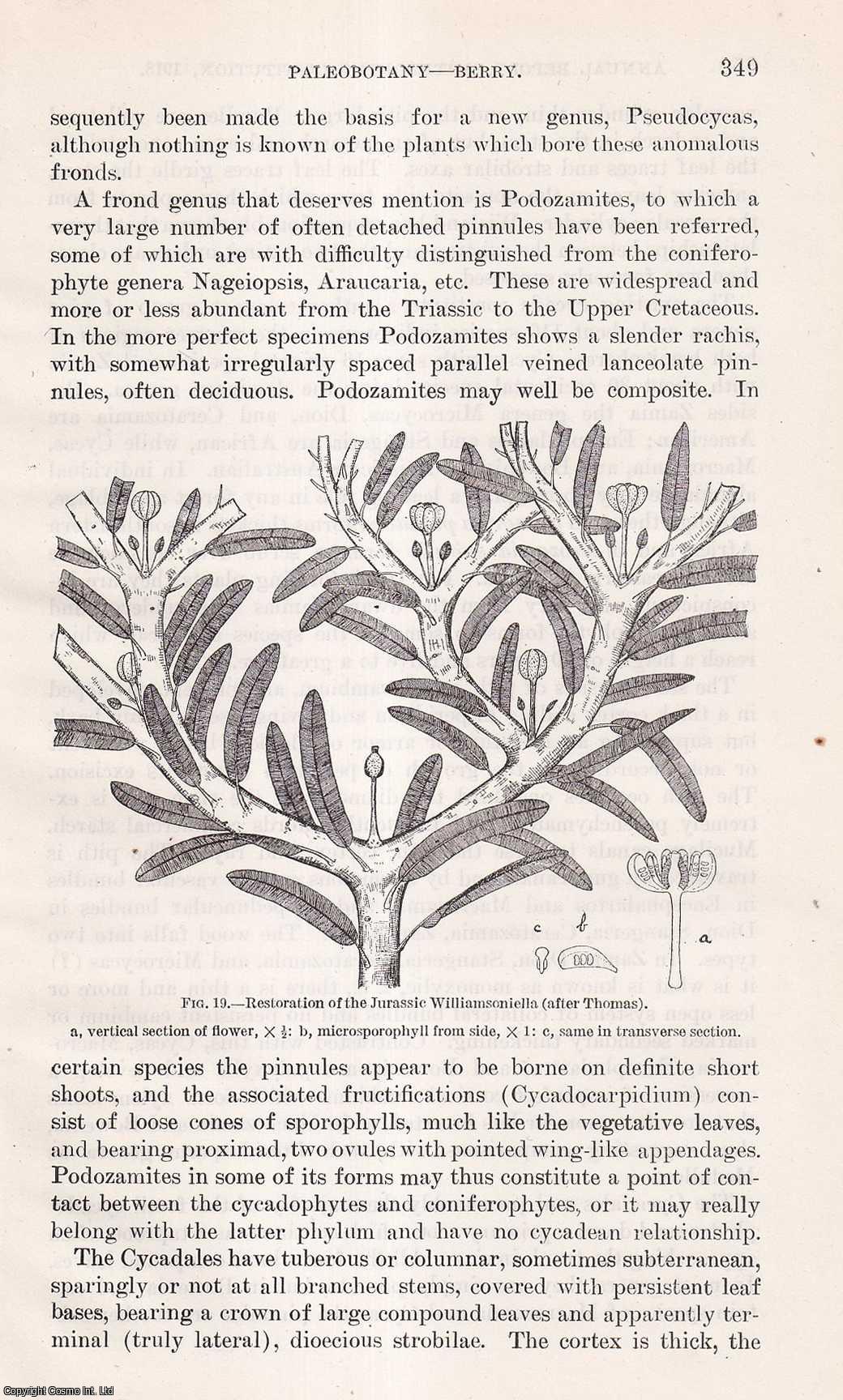BERRY, PROF. EDWARD W. - Paleobotany: A Sketch of The Origin and Evolution of Floras. An original article from the Report of the Smithsonian Institution, 1918.