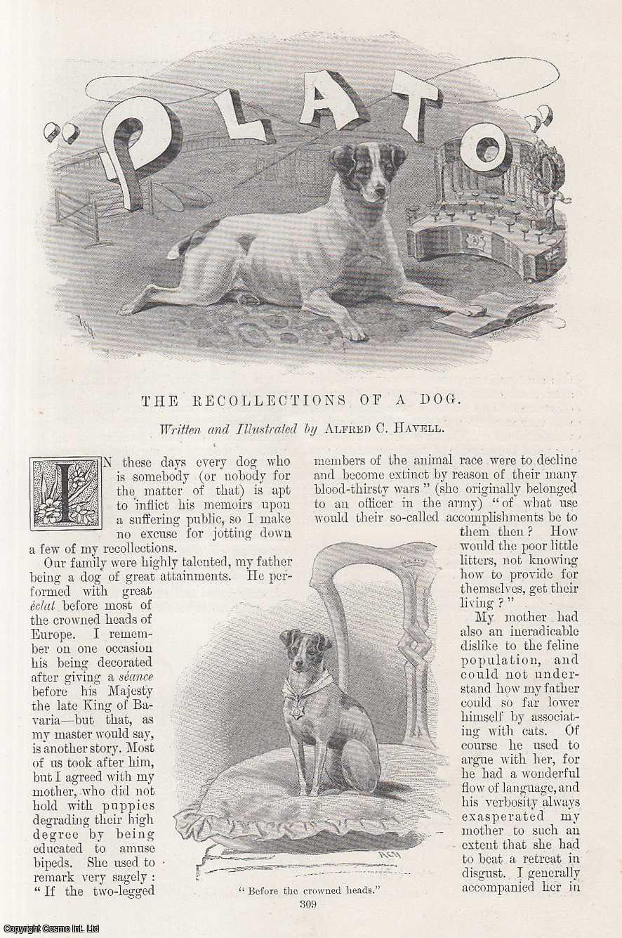 Alfred C. Havell - The Recollections of a Dog, Plato : A Show Dog. Illustrated by Alfred C. Havell. An original article from the Windsor Magazine, 1897.