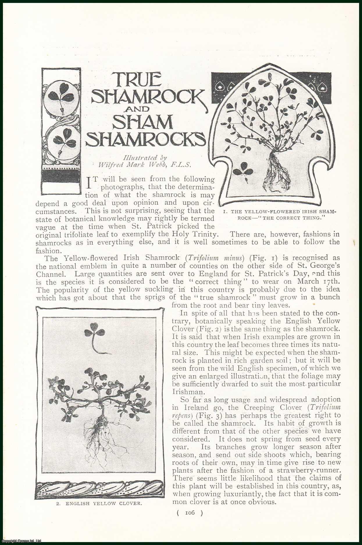 --- - True Shamrock and Sham Shamrocks. A rare original article from the Harmsworth London Magazine, 1901.