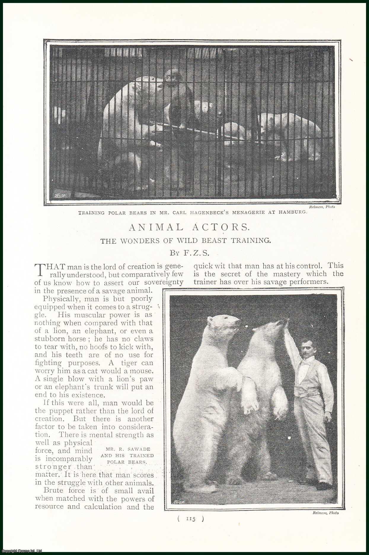 S., F. Z. - Animal Actors. The Wonders of Wild Beast Training. A rare original article from the Harmsworth London Magazine, 1901.