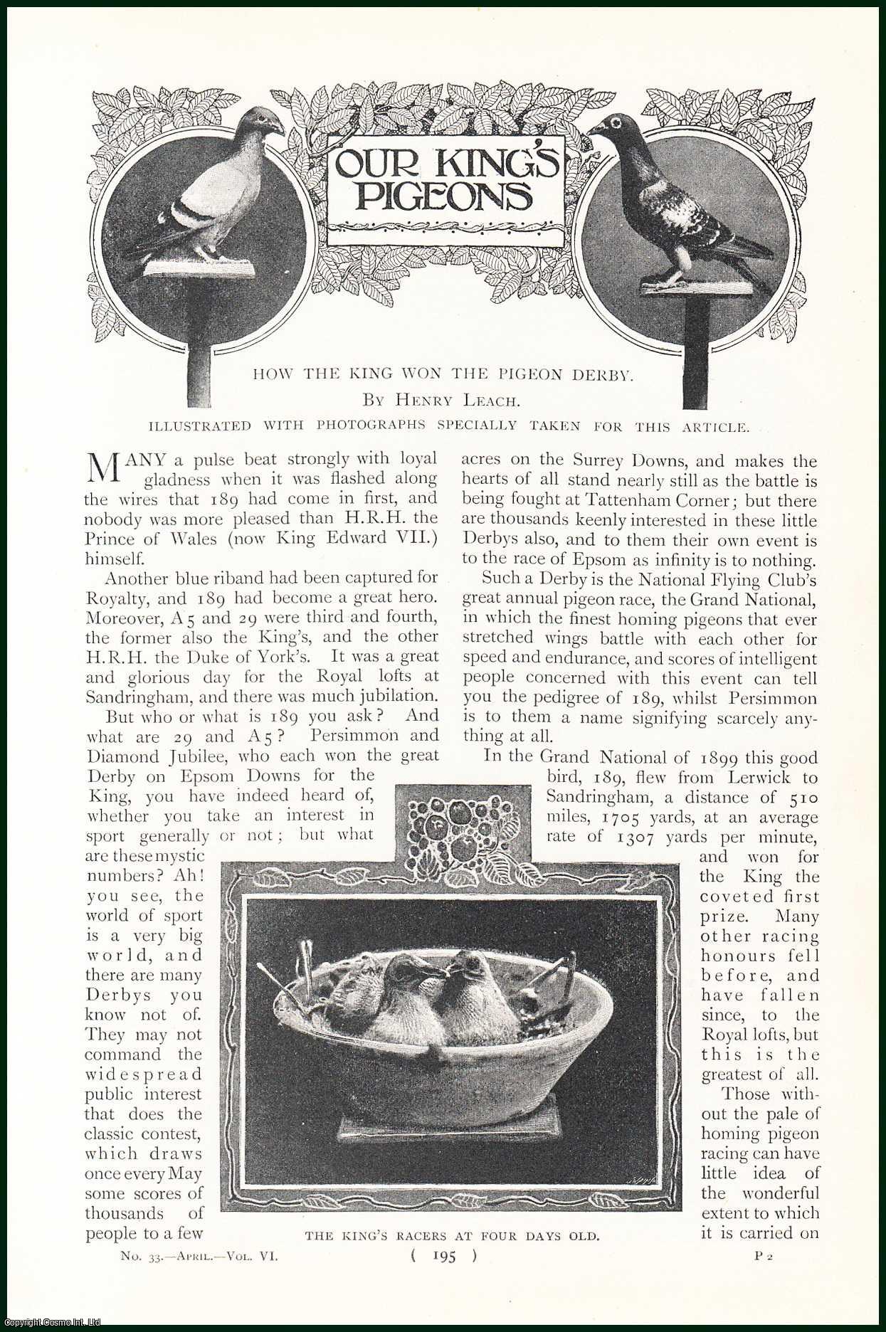 LEACH, HENRY - Our King's Pigeons. How The King Won The Pigeon Derby. A rare original article from the Harmsworth London Magazine, 1901.